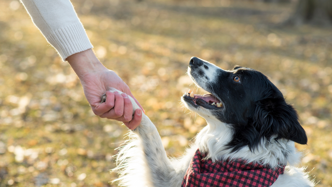 Seven Lessons Your Senior Dog Would Like To Share With You About Aging