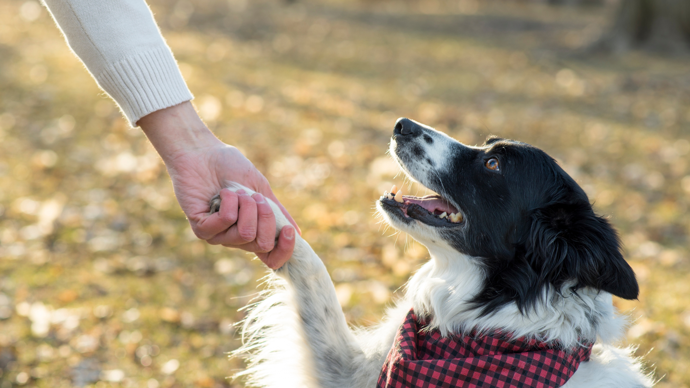 Seven Lessons Your Senior Dog Would Like To Share With You About Aging
