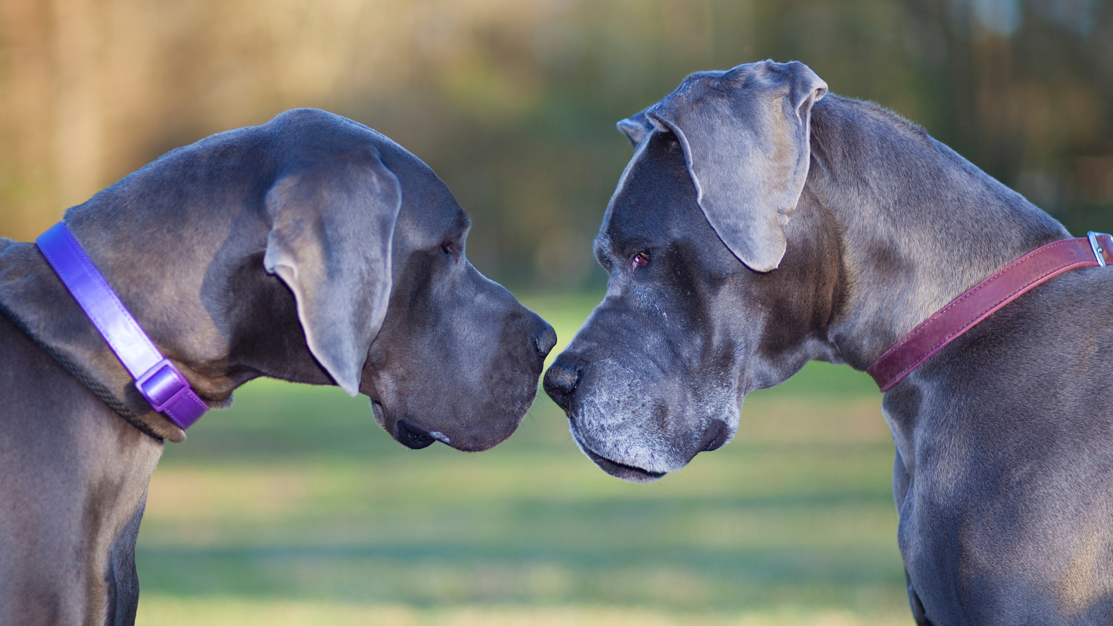 Breed Traits: Understanding the Unique Characteristics and Needs of Specific Giant Breeds like Great Danes, Saint Bernards, and Mastiffs