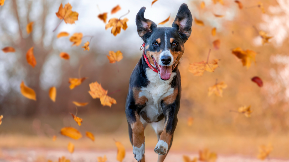 Preparing Your Dog for Fall: Tips for Seasonal Transition and Fall-Themed Training Games