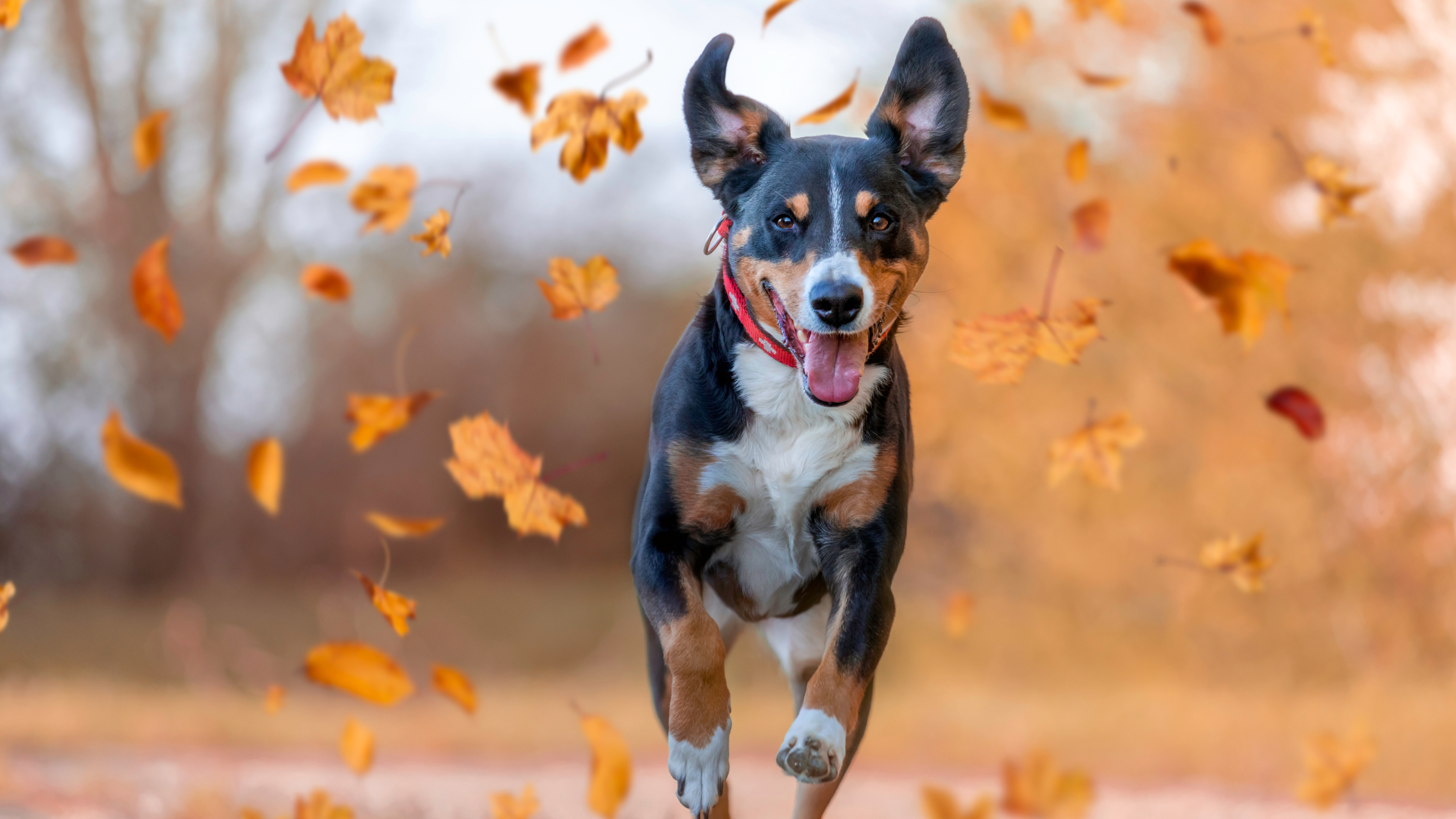 Preparing Your Dog for Fall: Tips for Seasonal Transition and Fall-Themed Training Games