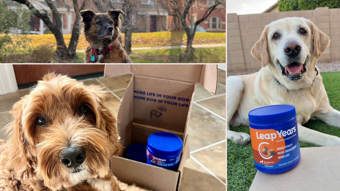 2024 A Year of Healthy Canine Aging