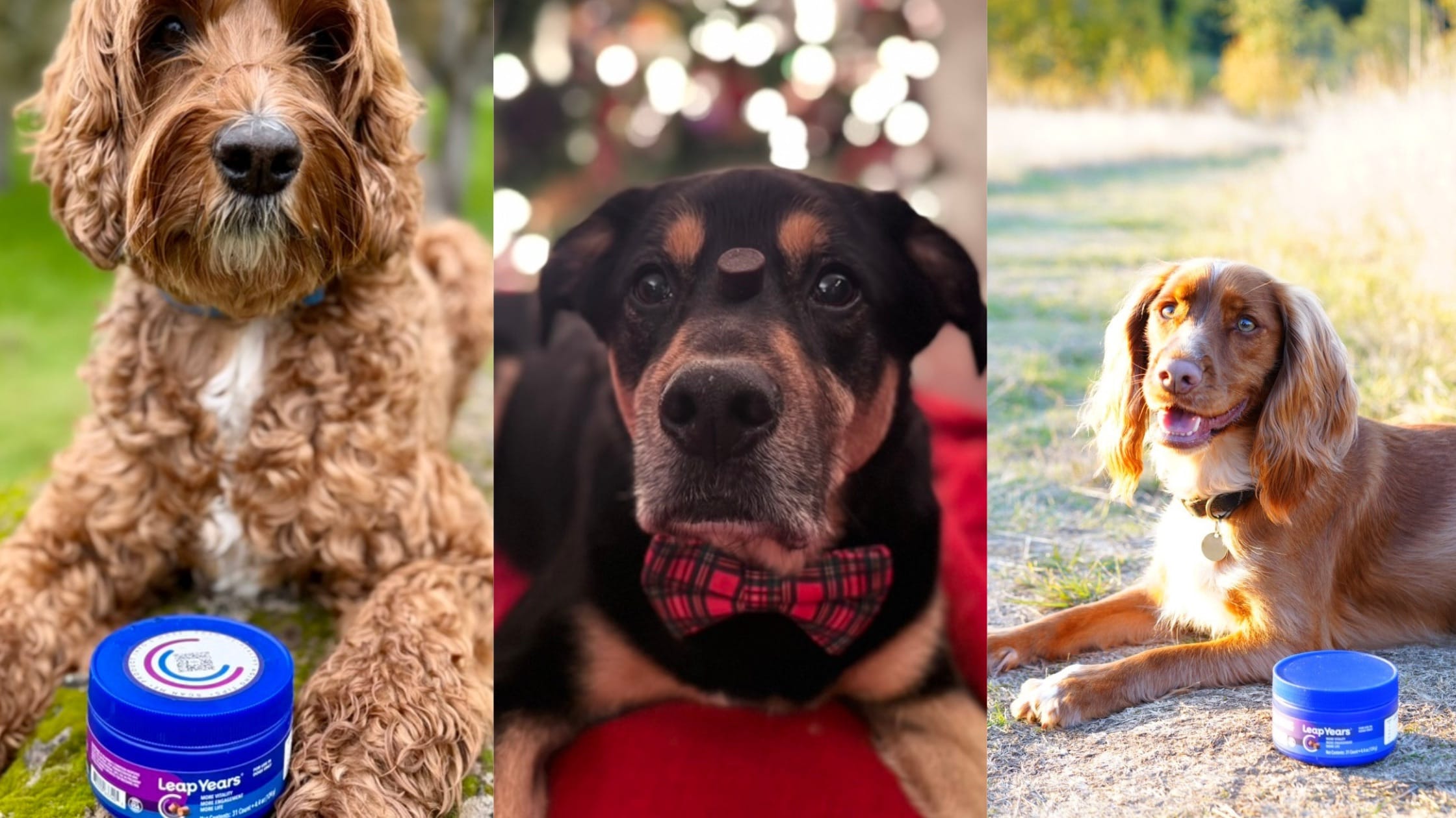A Year of Healthy Dog Aging: Leap Years Impact in 2025