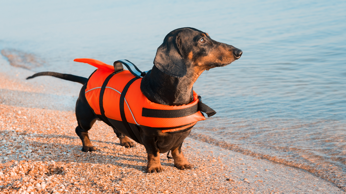 6 Ways to Keep Your Dog Comfortable This Summer: 4th of July Safety Tips