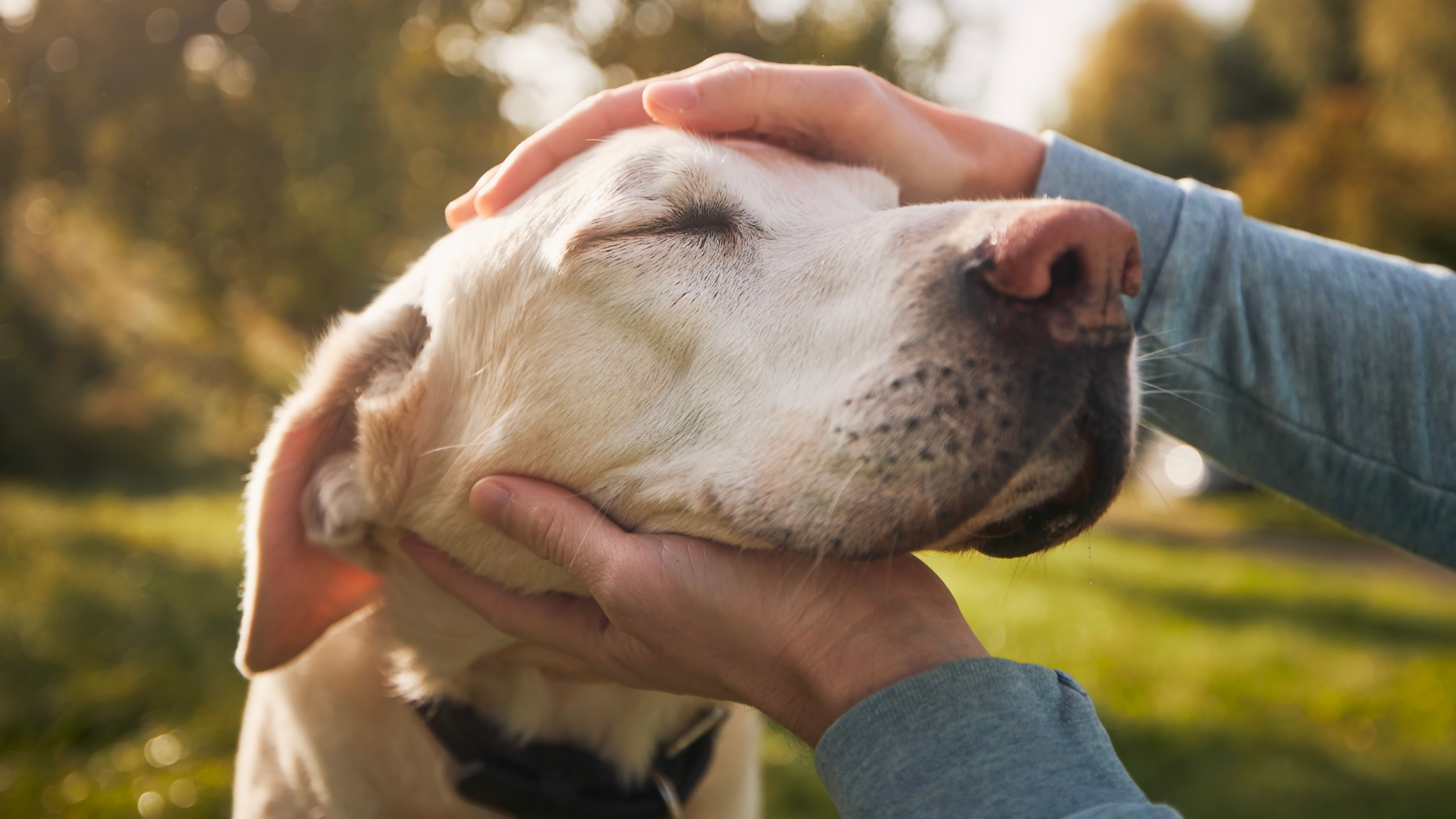 Tips for Distinguishing Normal Aging vs. Canine Cognitive Dysfunction (CCD)