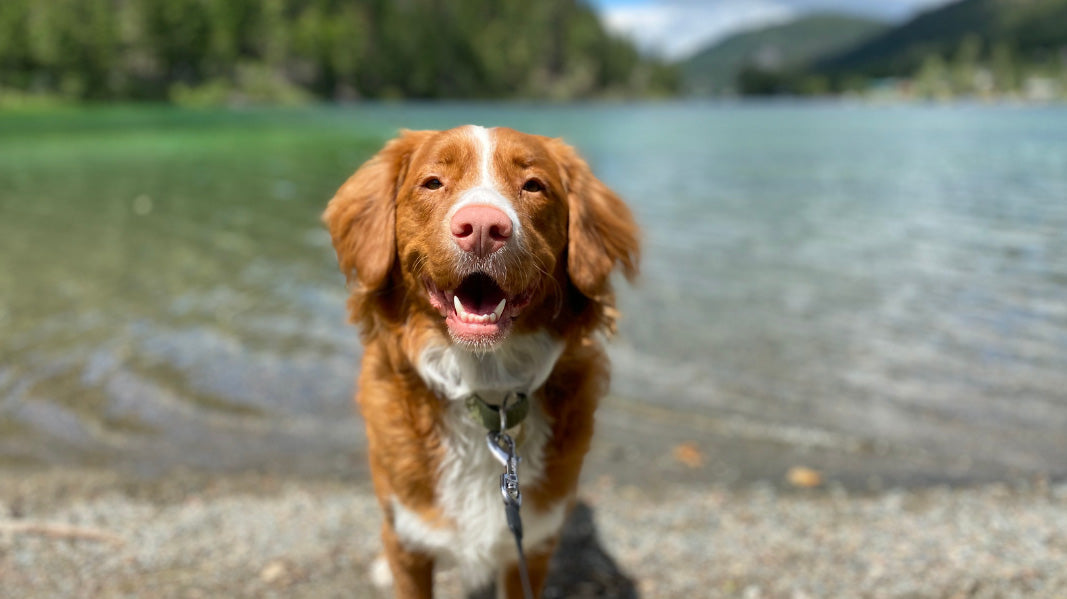 Caring for Your Middle-Aged Dog: Wellness and Healthy Aging