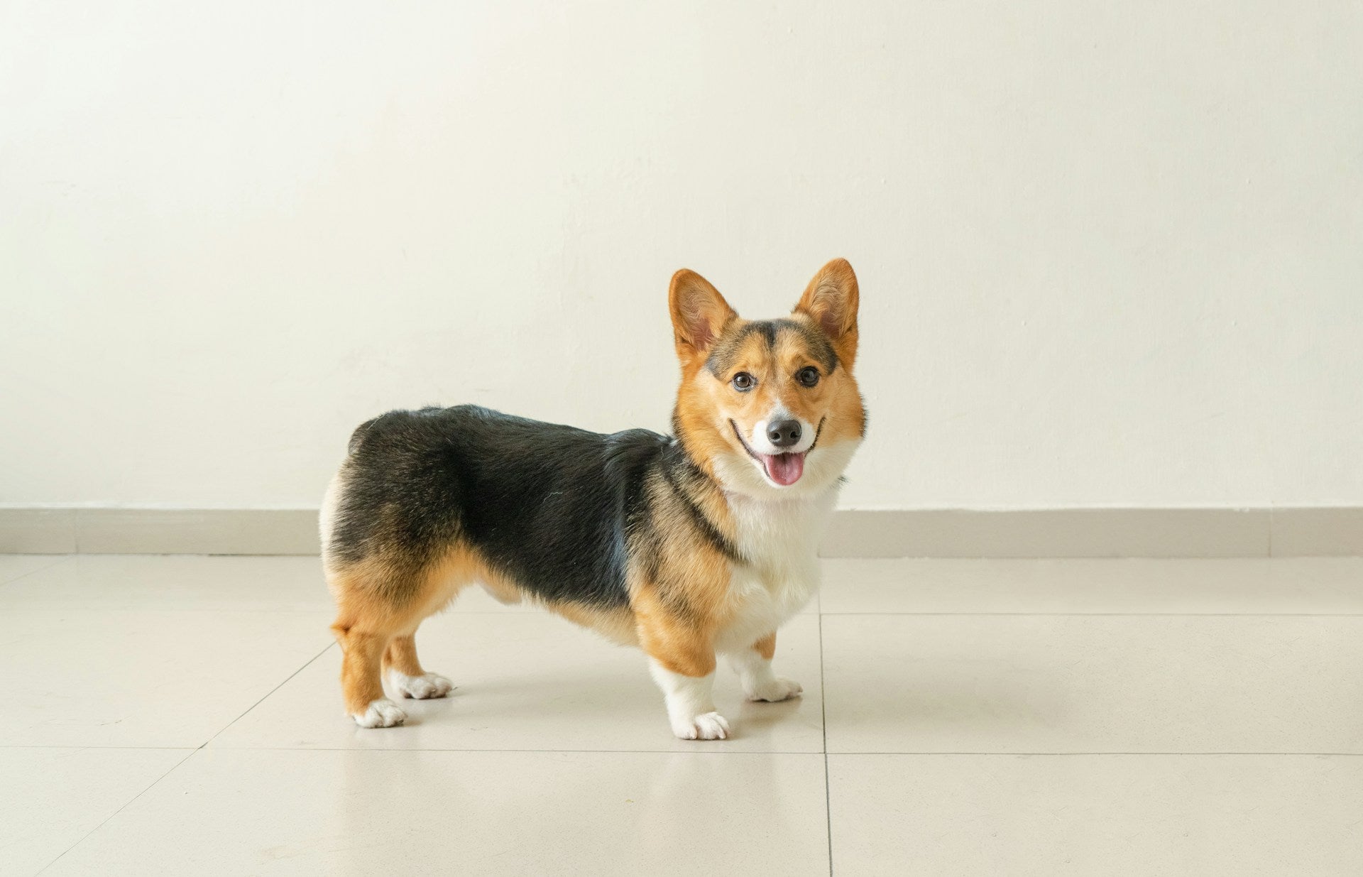 How to Keep Your Dog Happy at Home: Tips for a Thriving Furry Friend