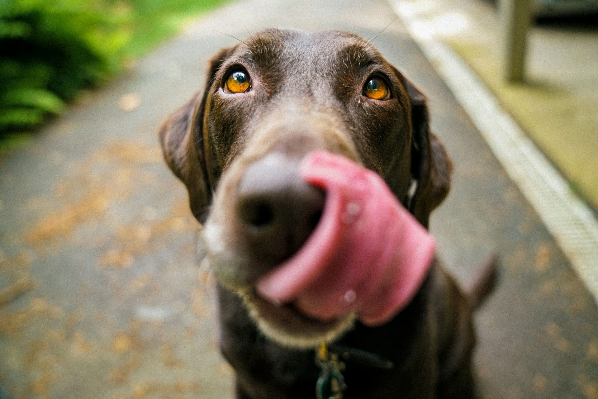 NAD+ and Its Role in Your Dog’s Aging Process