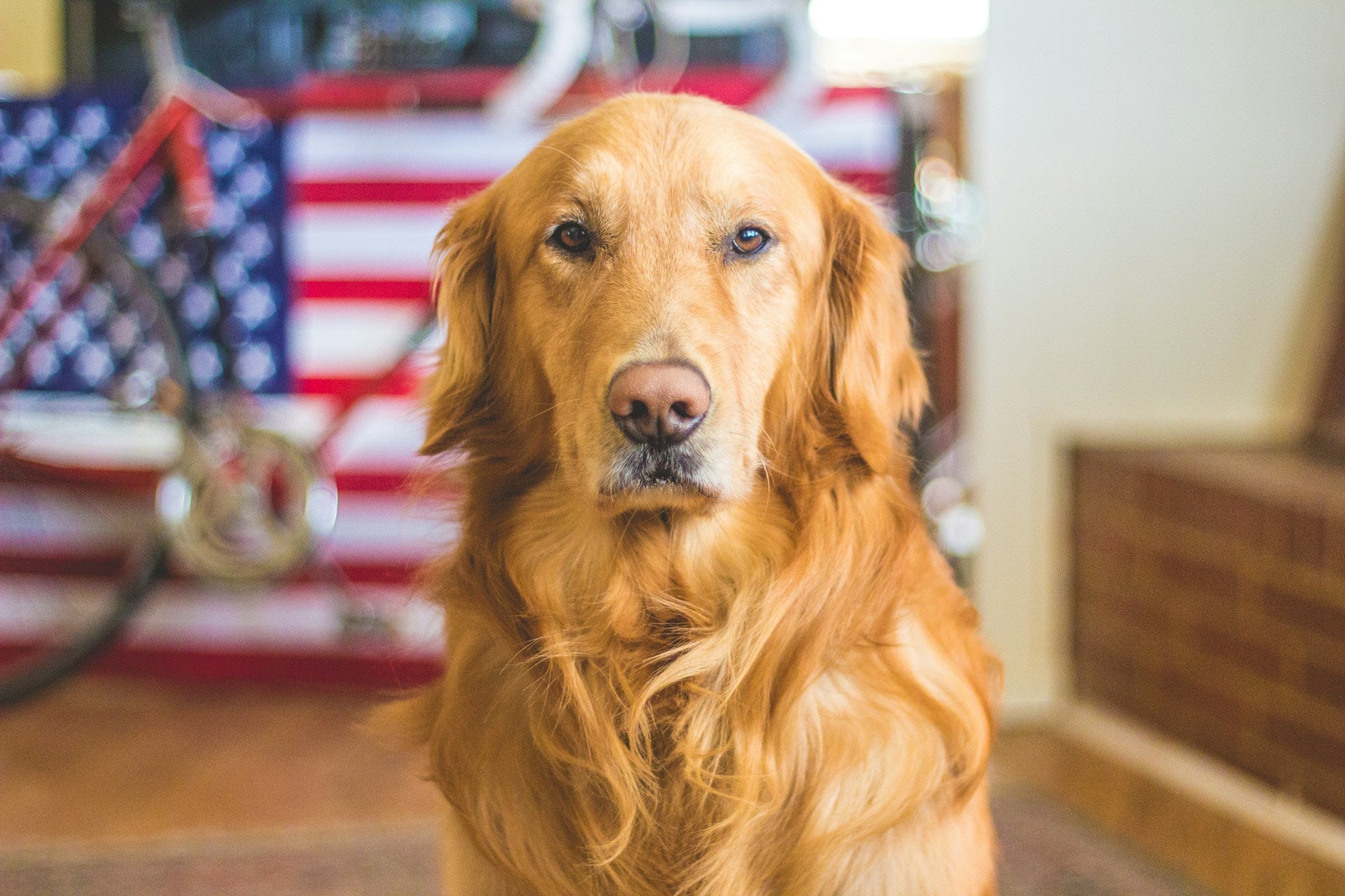 4th of July Safety Tips for Dogs