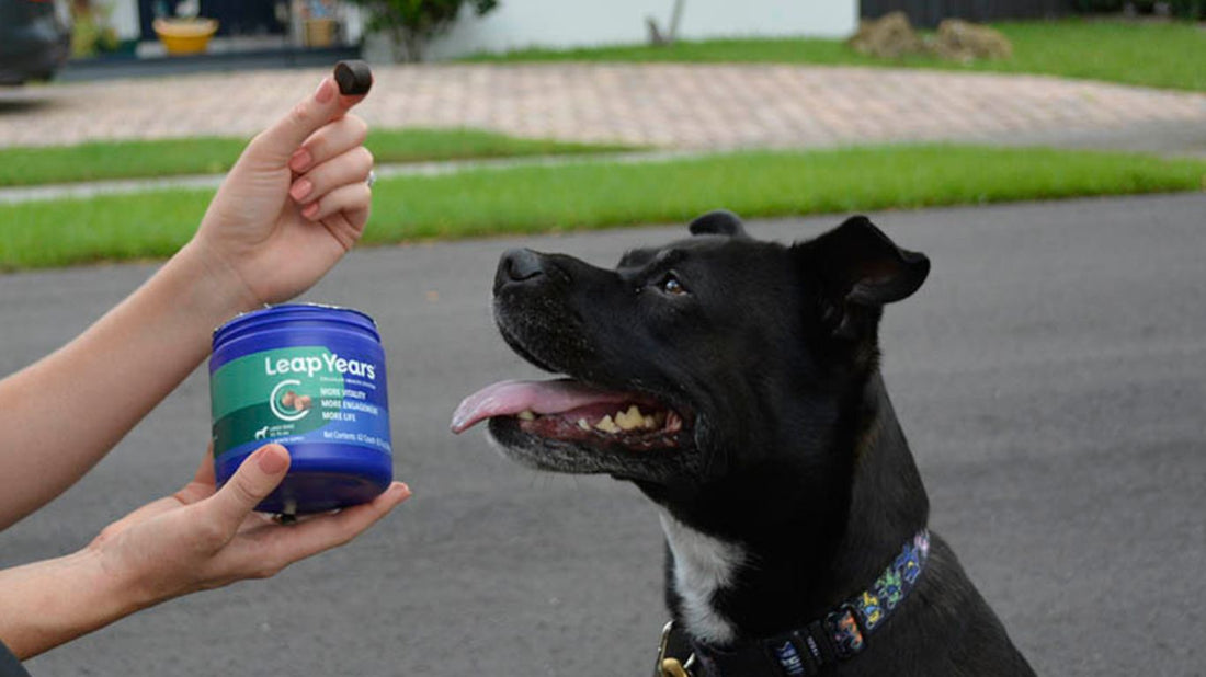 Canine Cognition: Benefits of Leap Years