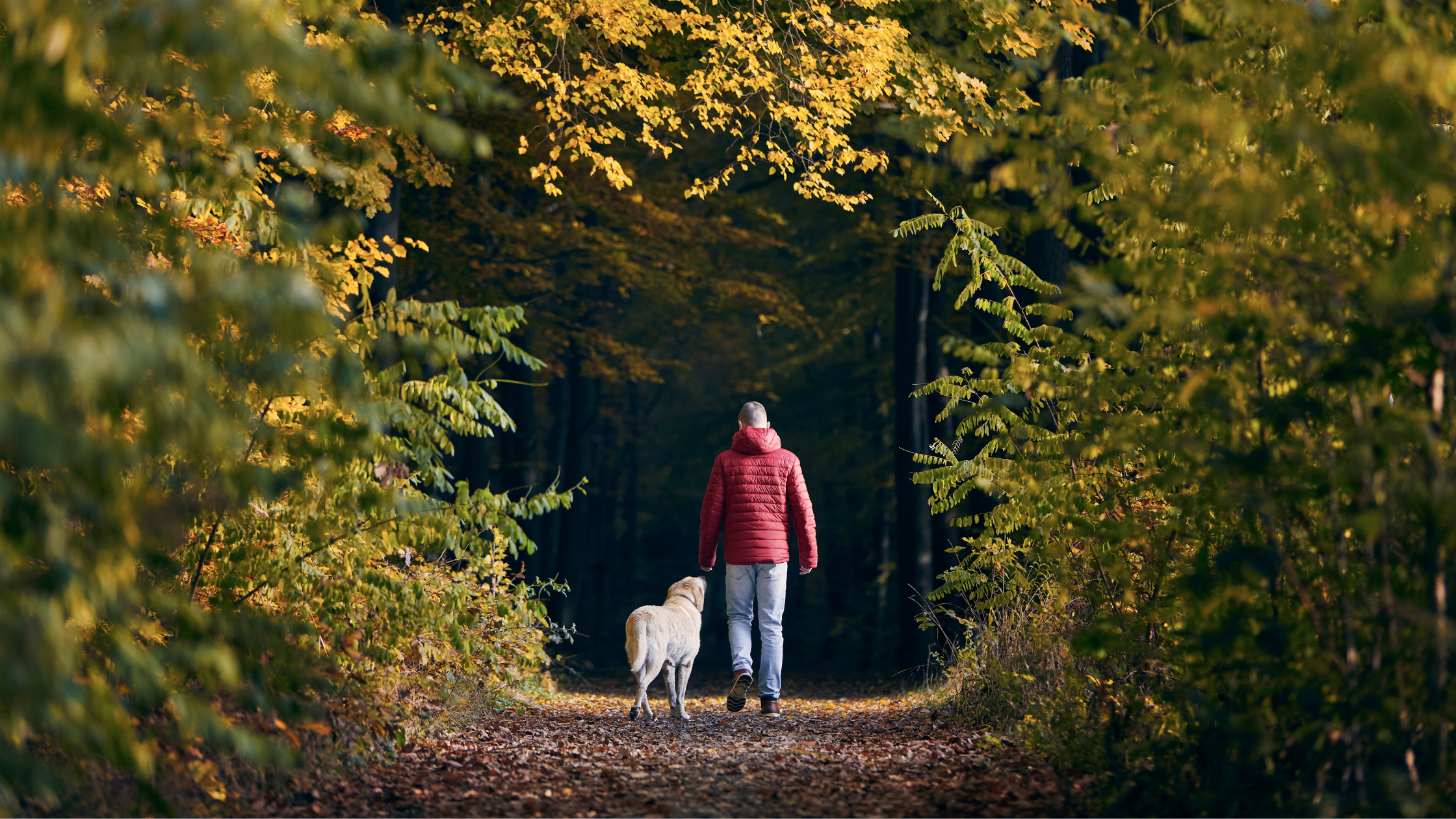 Fall Allergies in Dogs: What You Need to Know