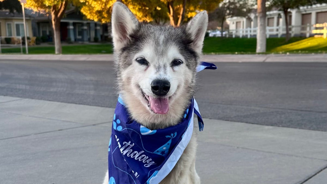 Gunnar’s 17th Birthday: How He’s Staying Happy, Active, and Young at Heart