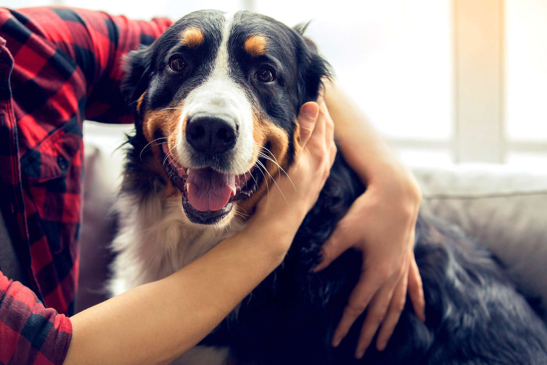 Is my dog “just getting old?”