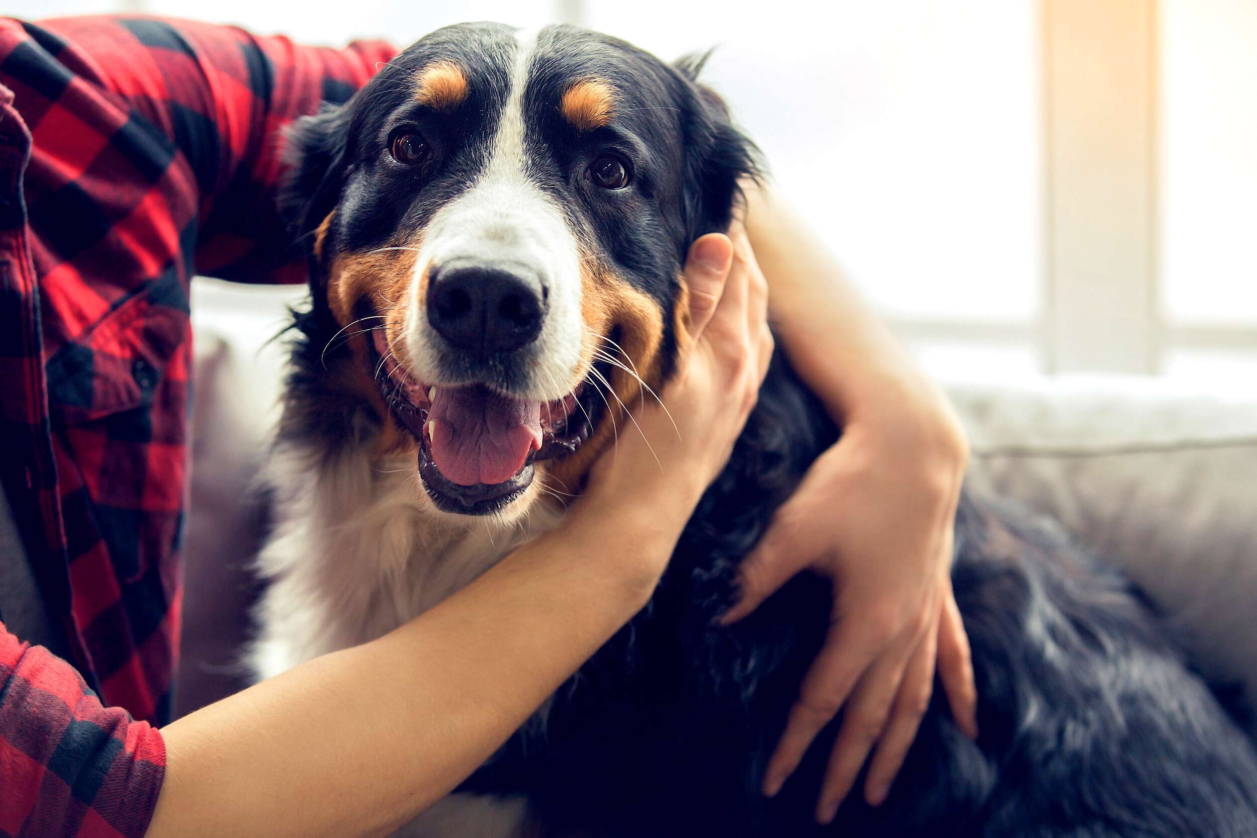 Is my dog “just getting old?”