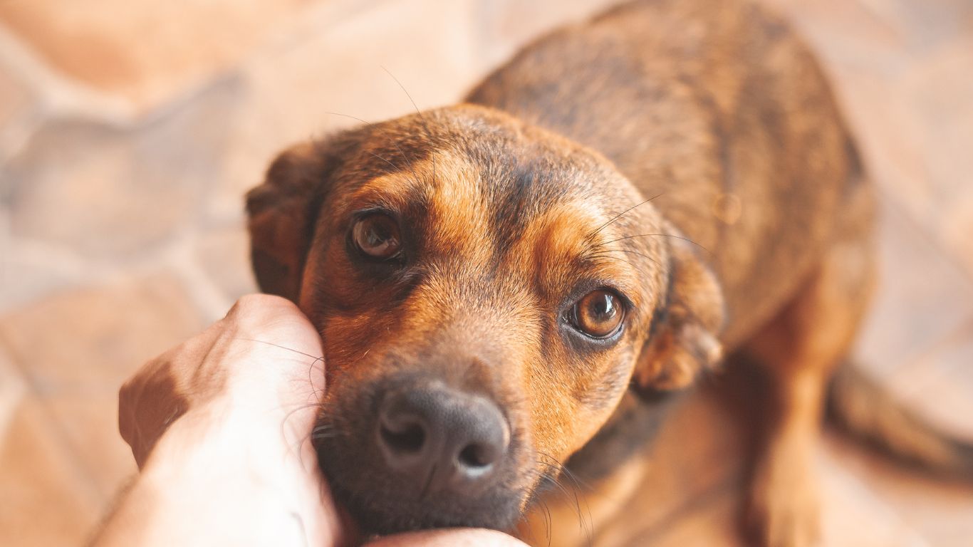 Help Your Dog Cope with Separation Anxiety