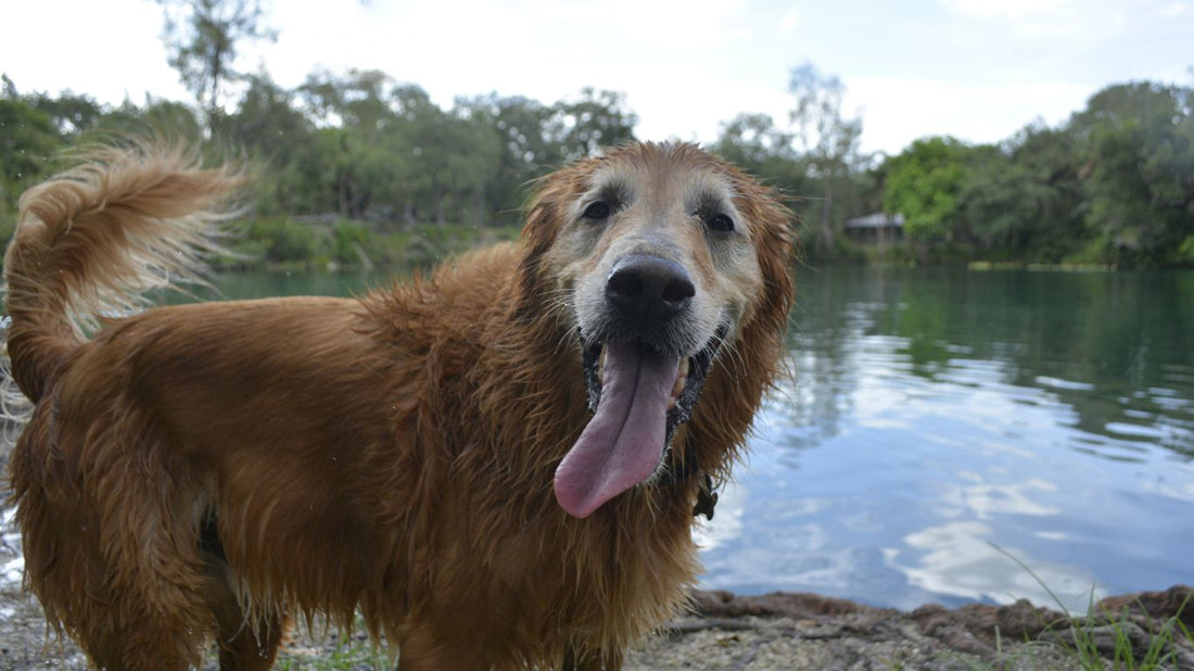 Help Your Dog Navigate Aging