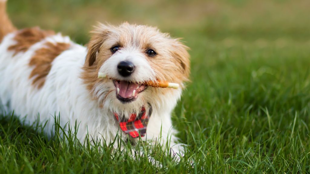 Holiday Recipes for Your Dog