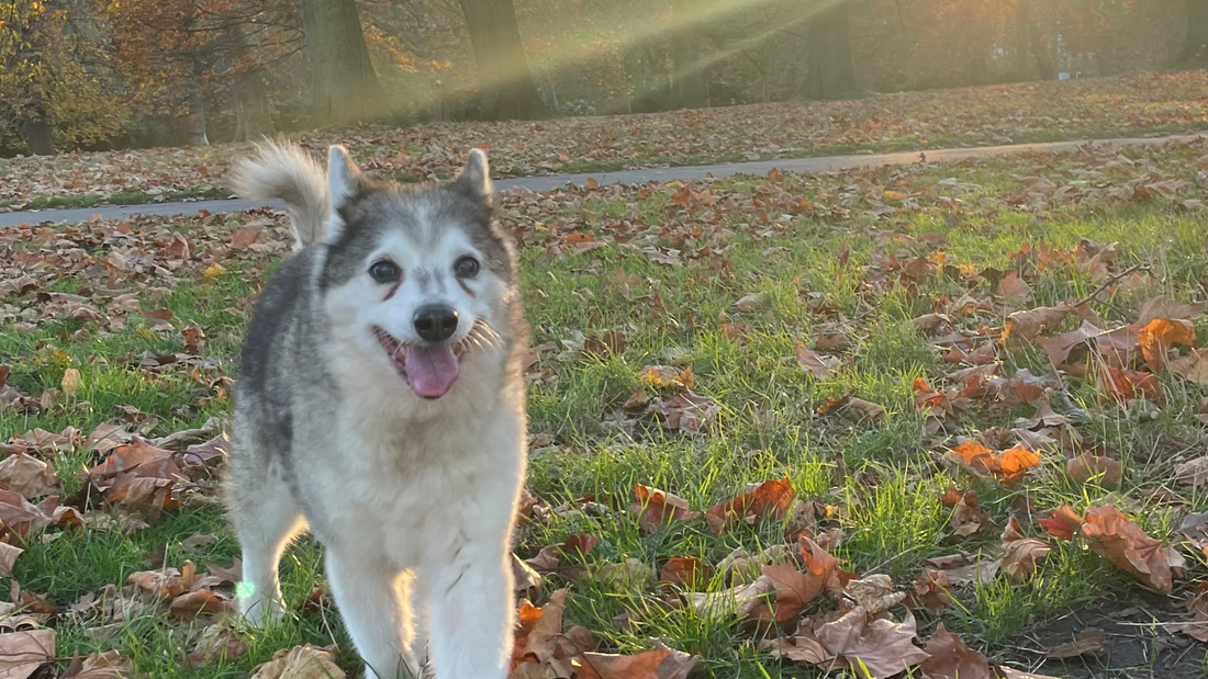 Honoring Gunnar at 16.5 Years Old: A Legacy of Loyalty, Joy, and Quiet Bravery