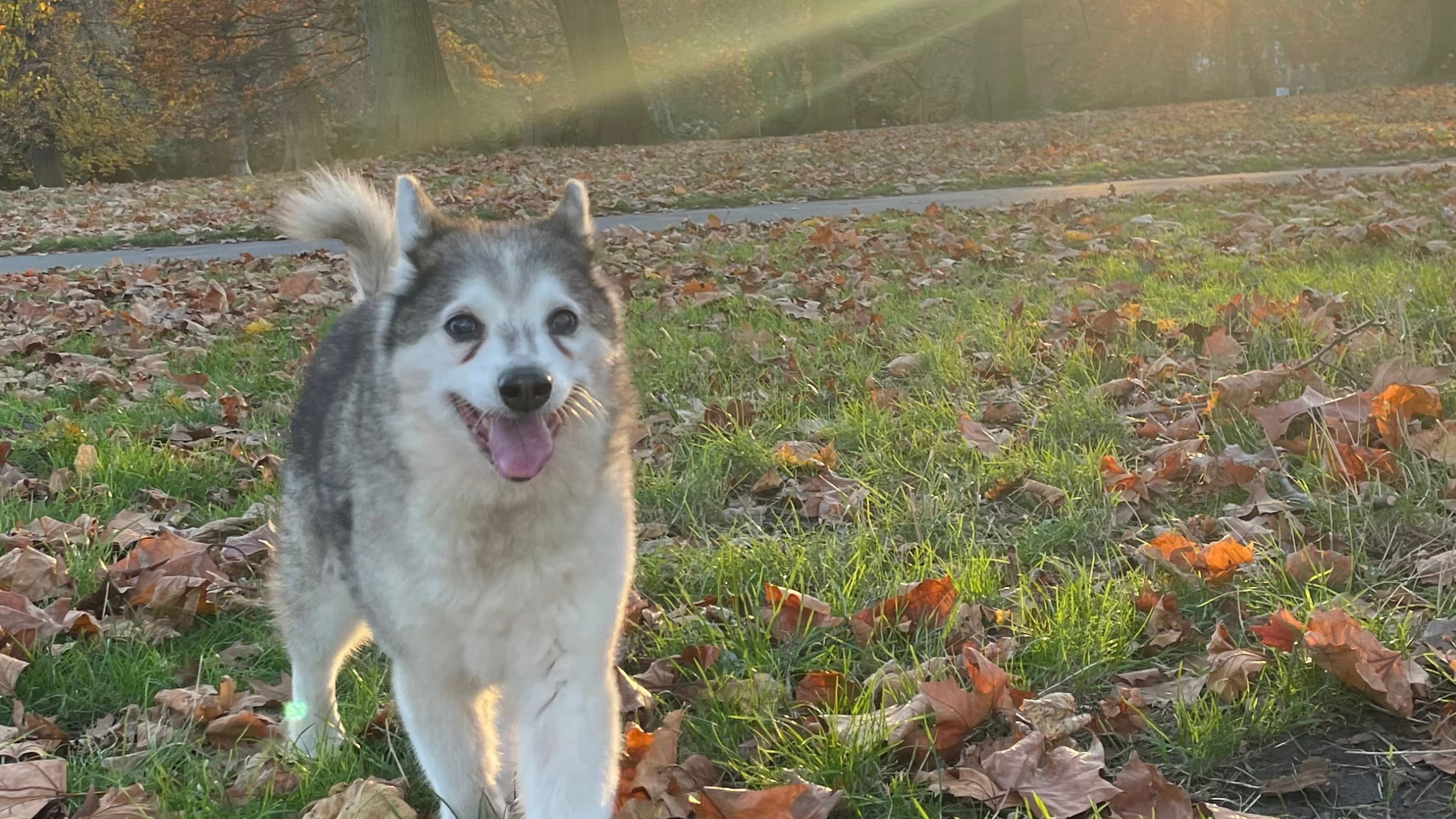 Honoring Gunnar at 16.5 Years Old: A Legacy of Loyalty, Joy, and Quiet Bravery