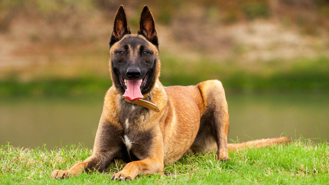 How Leap Years Helps Empower Young Dogs for a Fulfilling Life