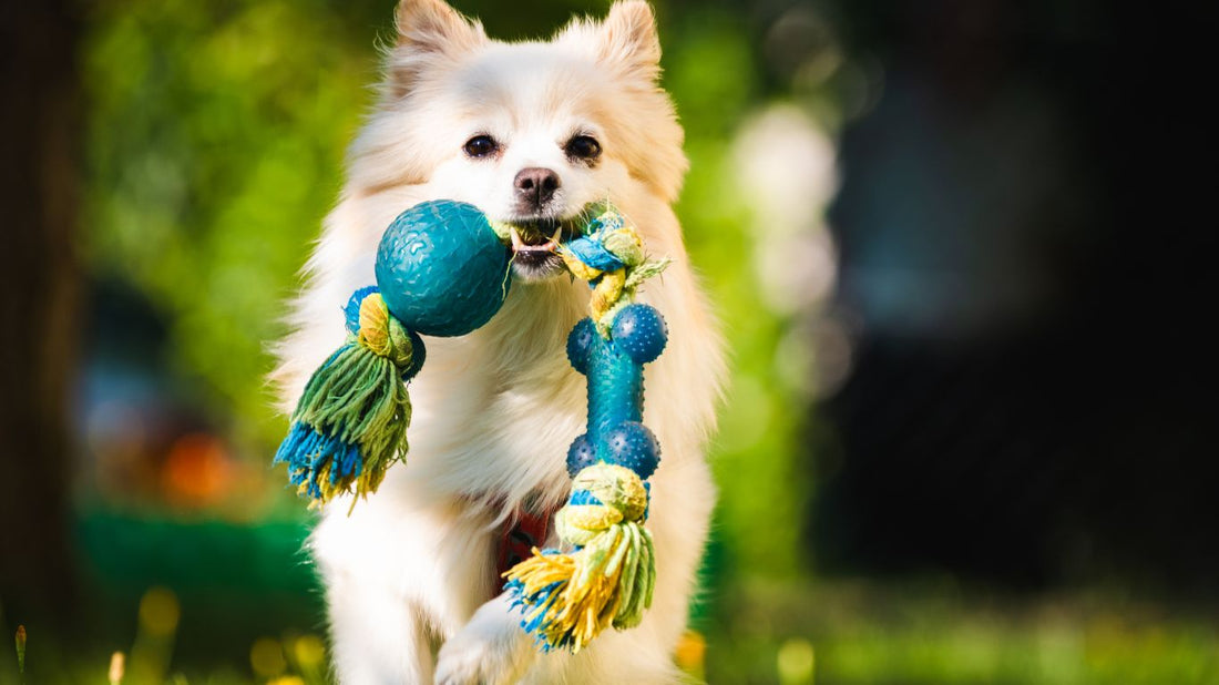 How To Choose The Right Toys For Your Dog