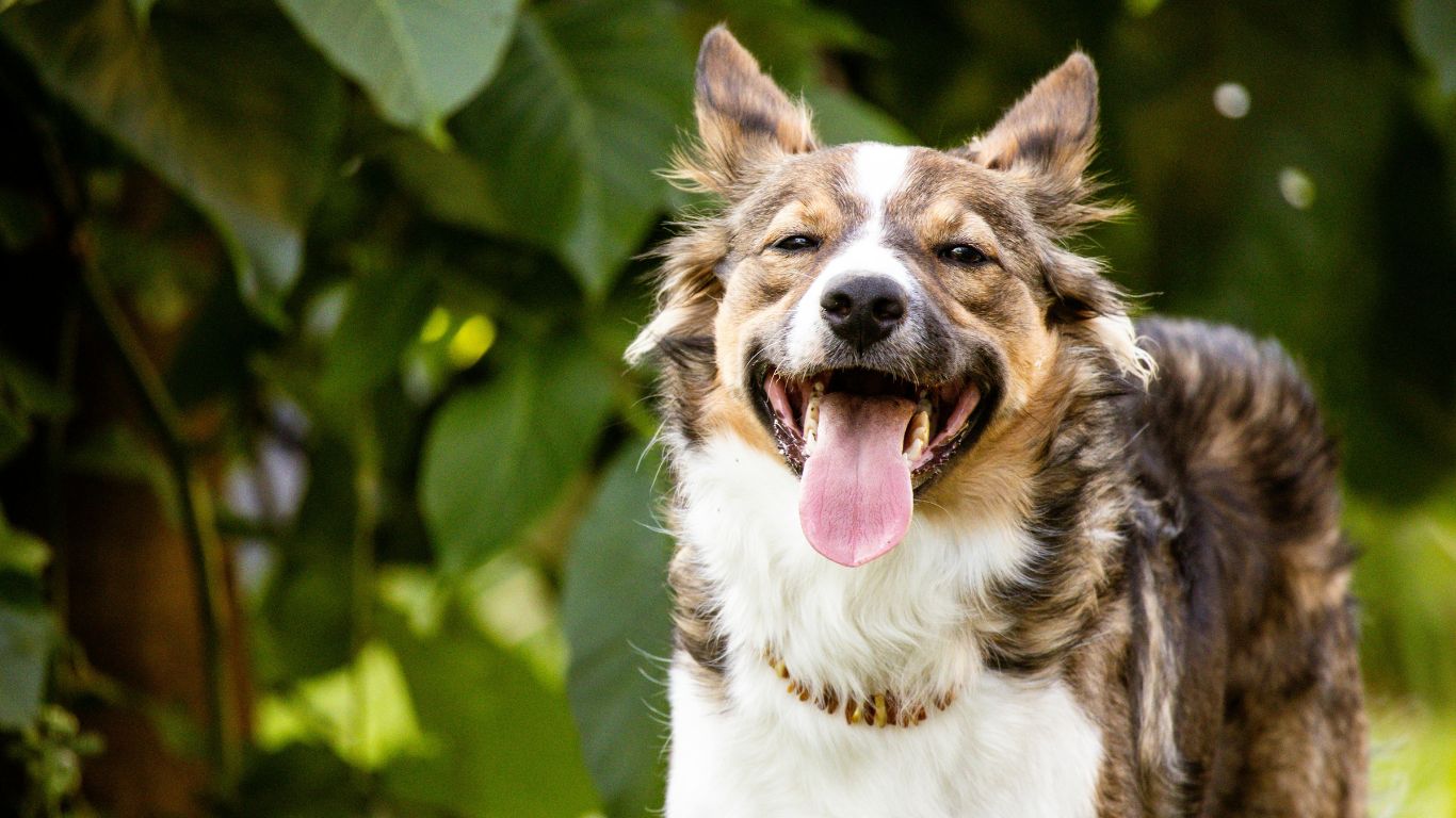 How to Create a Dog-Friendly Garden