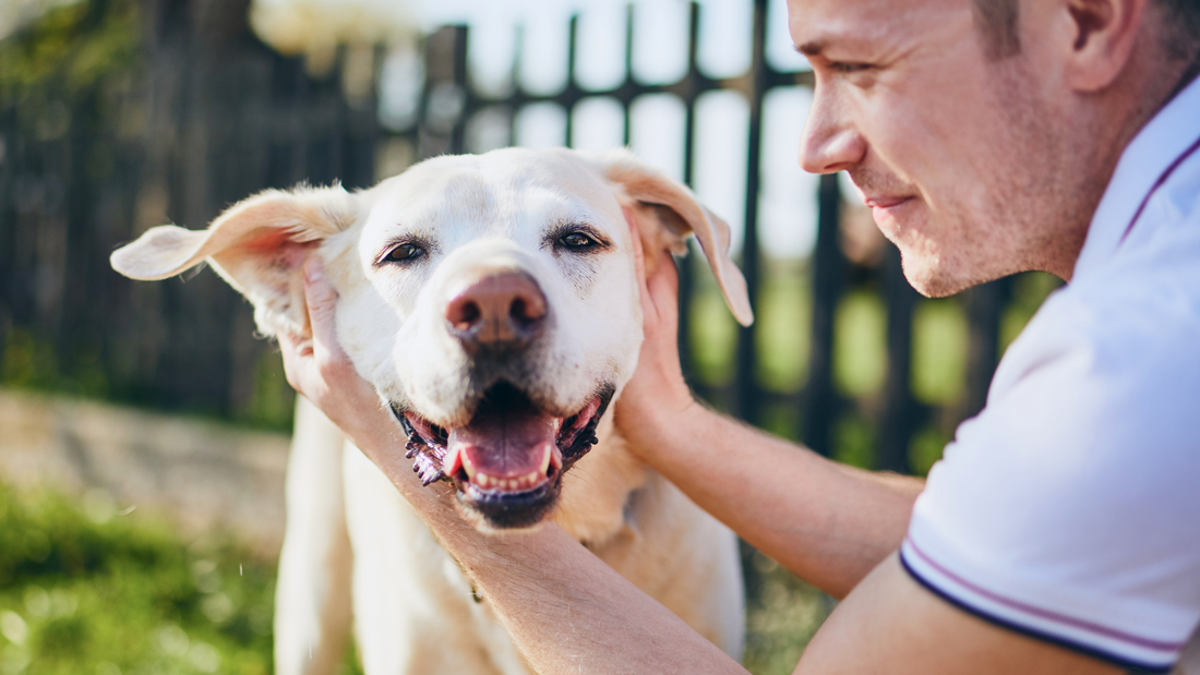 Healthy Aging for Dogs: Why Supporting Your Dog’s Health Supports You, Too