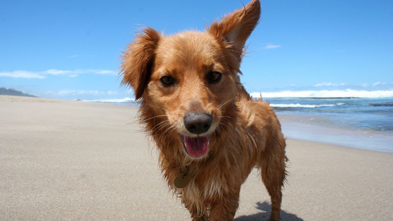 Is there an age limit for my dog to be healthy?