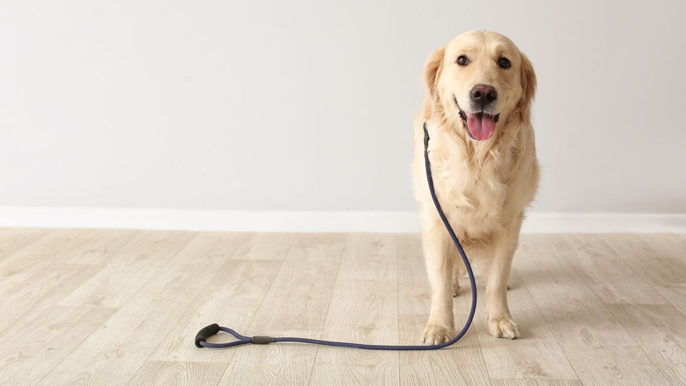 Keeping Your Dog Safe During Walks