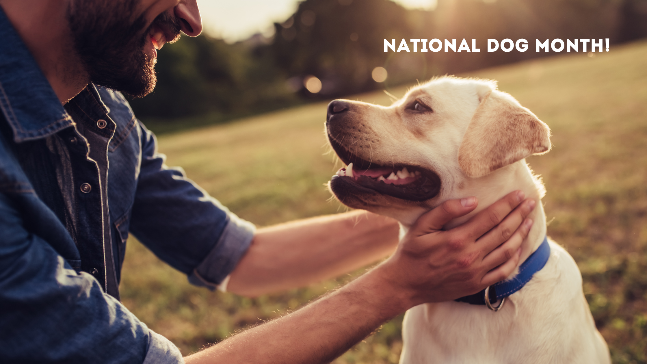 Why Do Humans Love Dogs: Celebrating National Dog Month