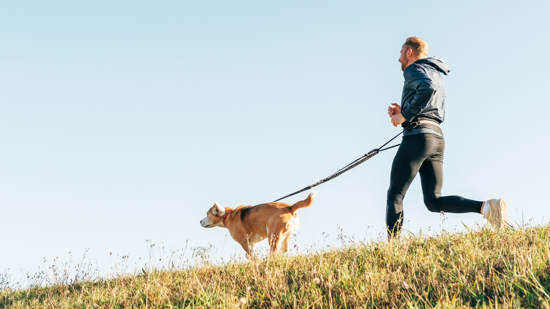Exercise Needs: How Much Exercise is Necessary and Suitable to Keep Large Dogs Healthy and Happy?