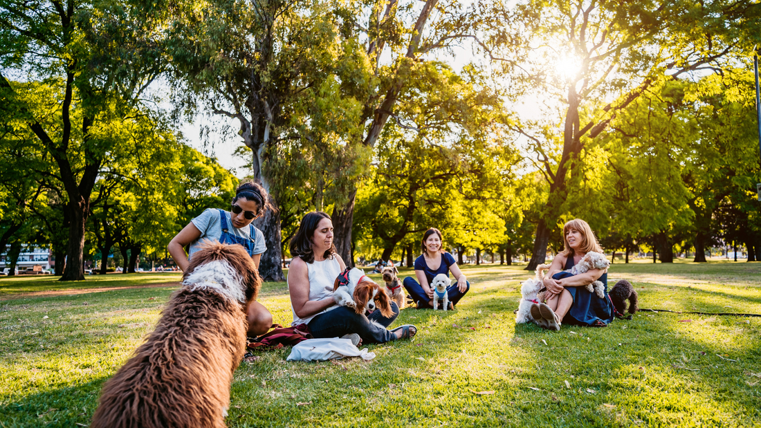 Opportunities for Socializing with Other Dogs and People: Safe Play Activities for Your Furry Friend