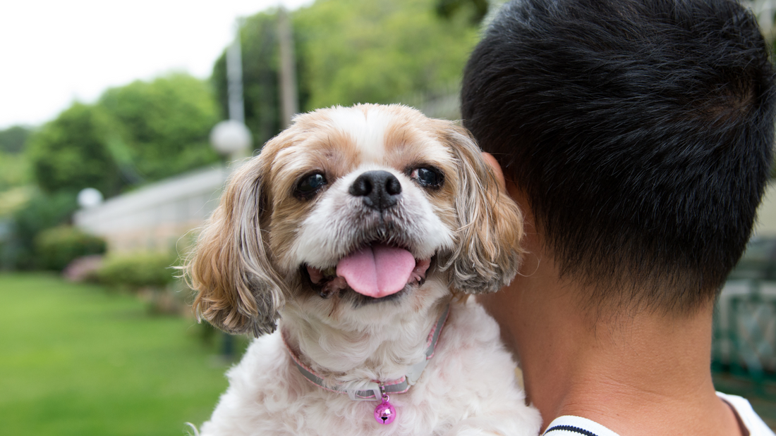 Results from Canine Healthy Aging Quiz