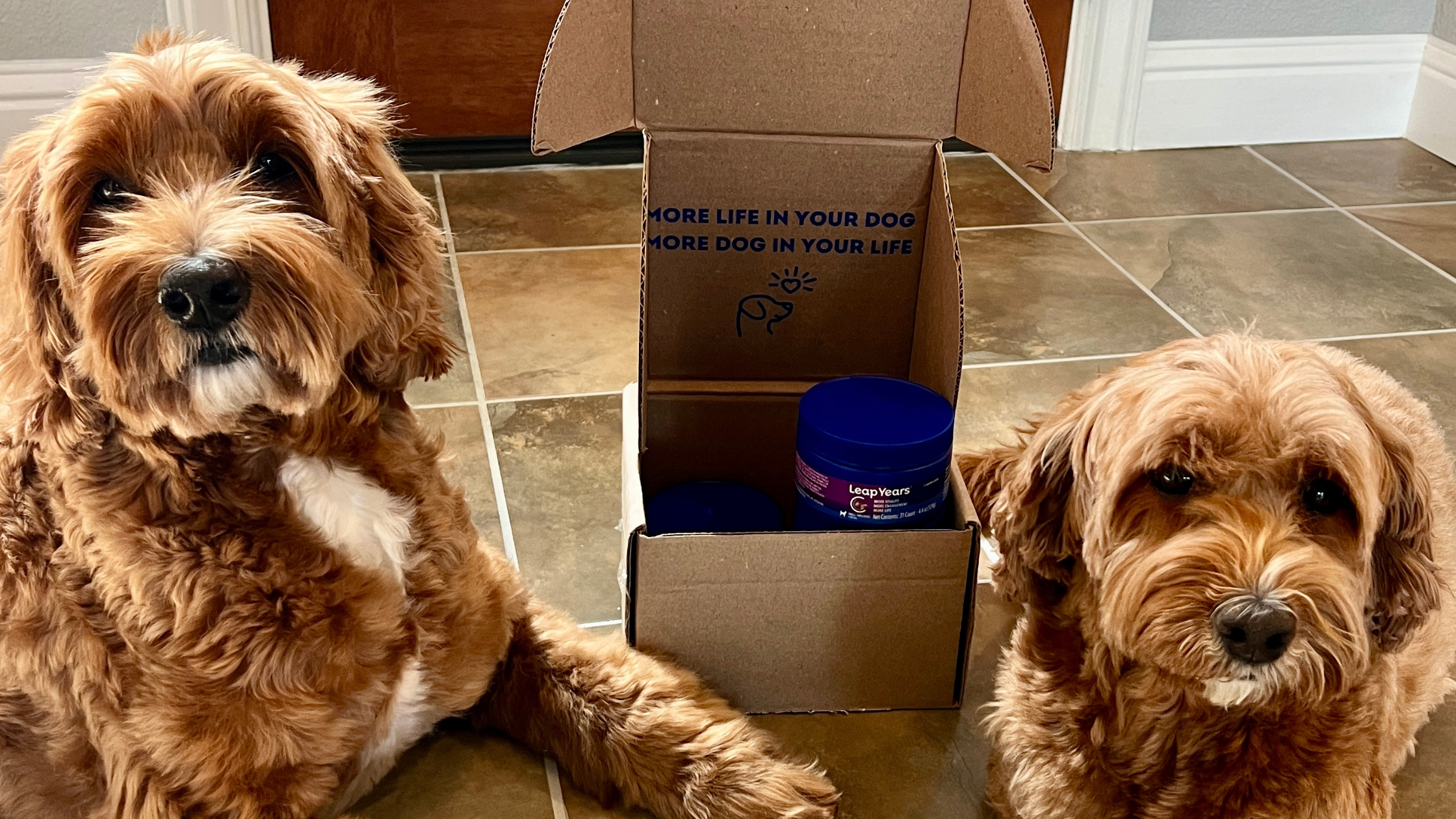 Labradoodle Legends: Mango and Abby’s Story of Connection, Care, and Joy