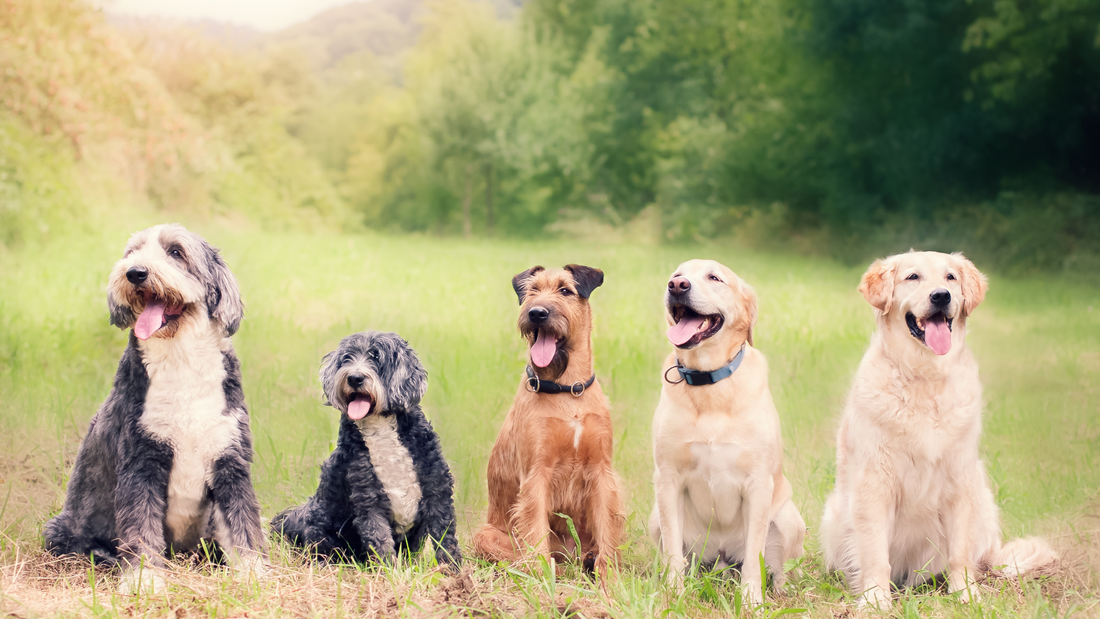 Cool Canines: Dog Breeds that Beat the Heat Naturally and Tips for Managing the Heat in All Dogs