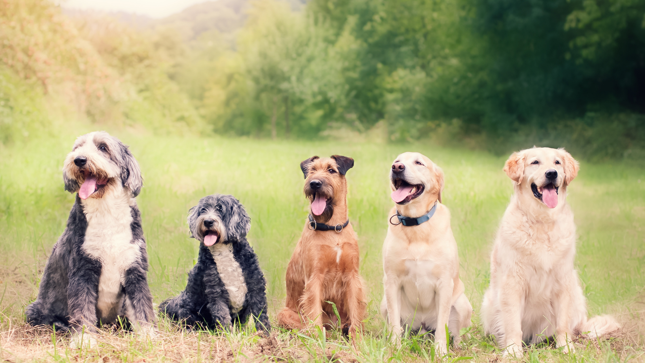 Cool Canines: Dog Breeds that Beat the Heat Naturally and Tips for Managing the Heat in All Dogs