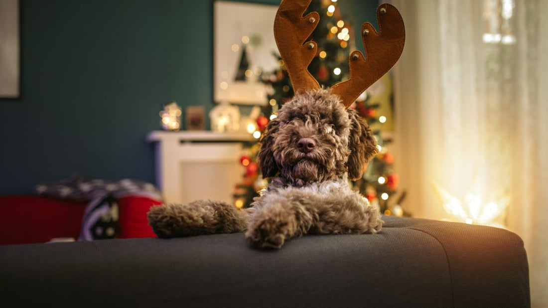 Making Your Home Pet-Friendly For the Holiday Season
