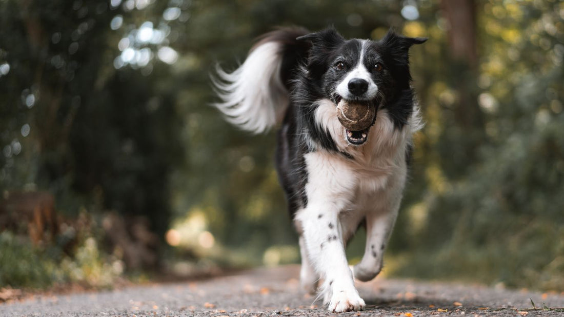 Essential Dog Park Etiquette for a Fun and Safe Experience