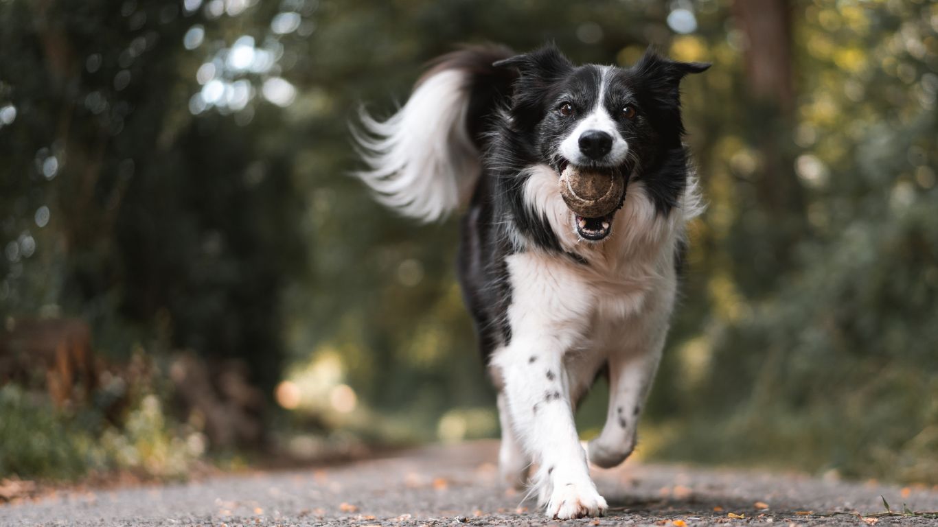 Essential Dog Park Etiquette for a Fun and Safe Experience