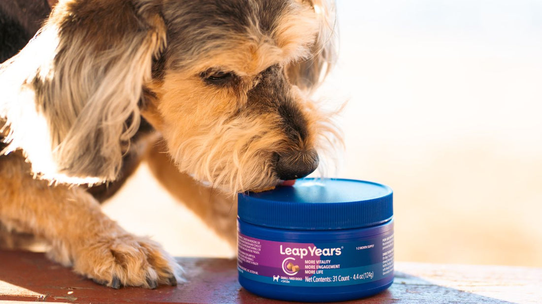 Managing Supplement Interactions in Aging Dogs