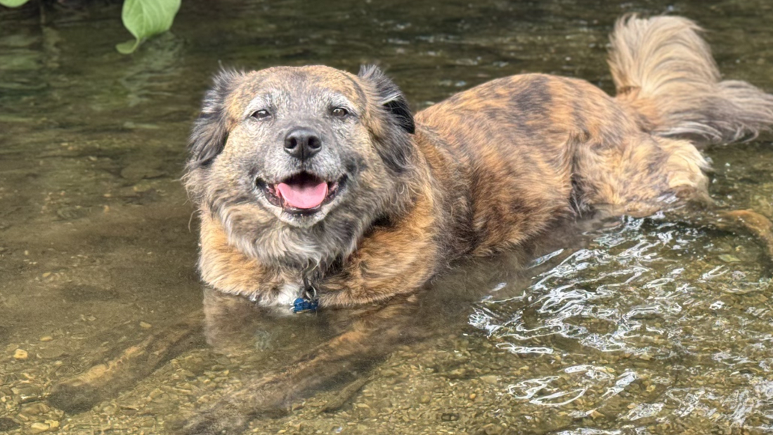 A Better Future For Dog Aging
