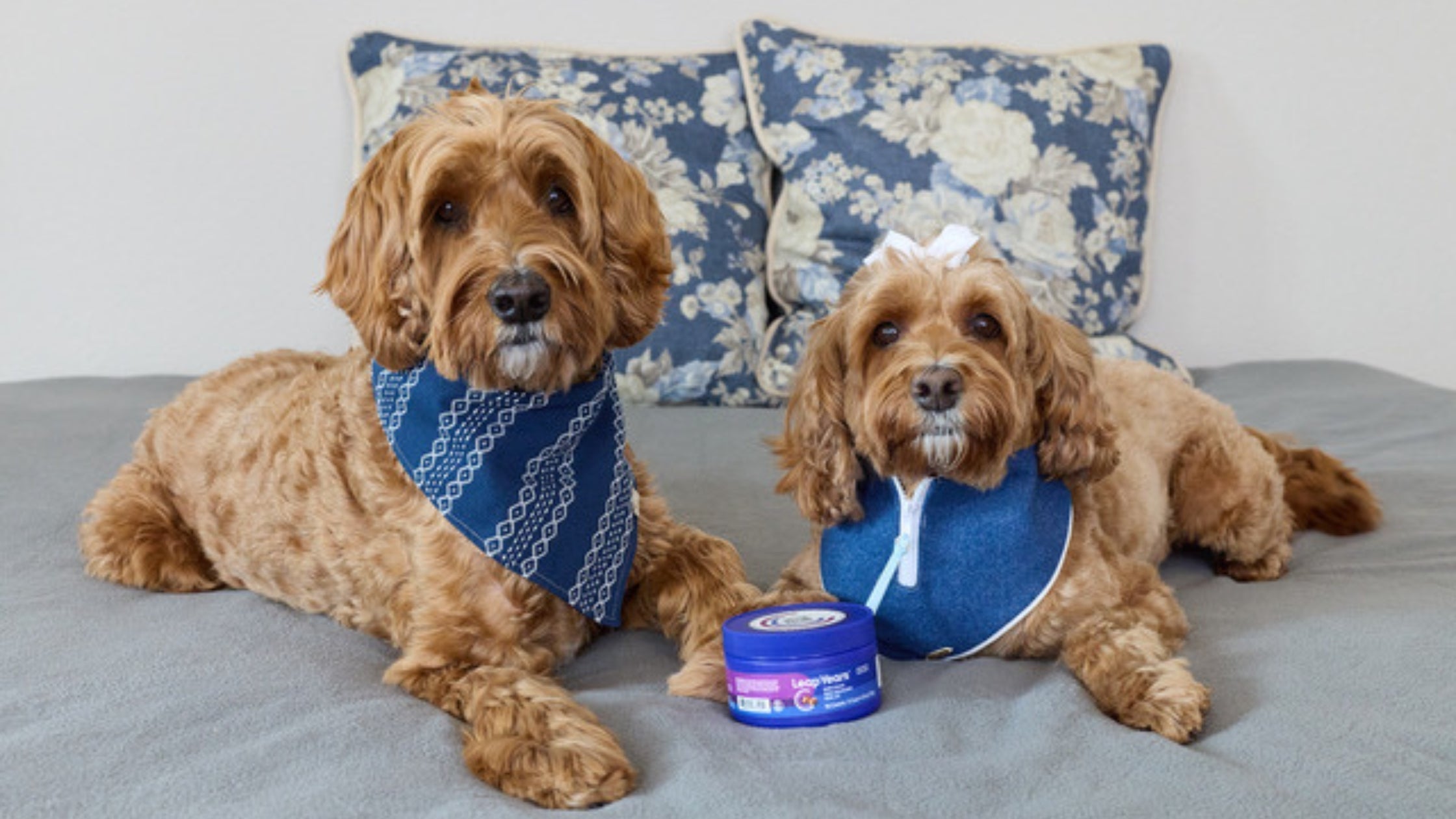 Celebrate National Pet Day 2026 | If Your Dog Could Plan National Pet Day