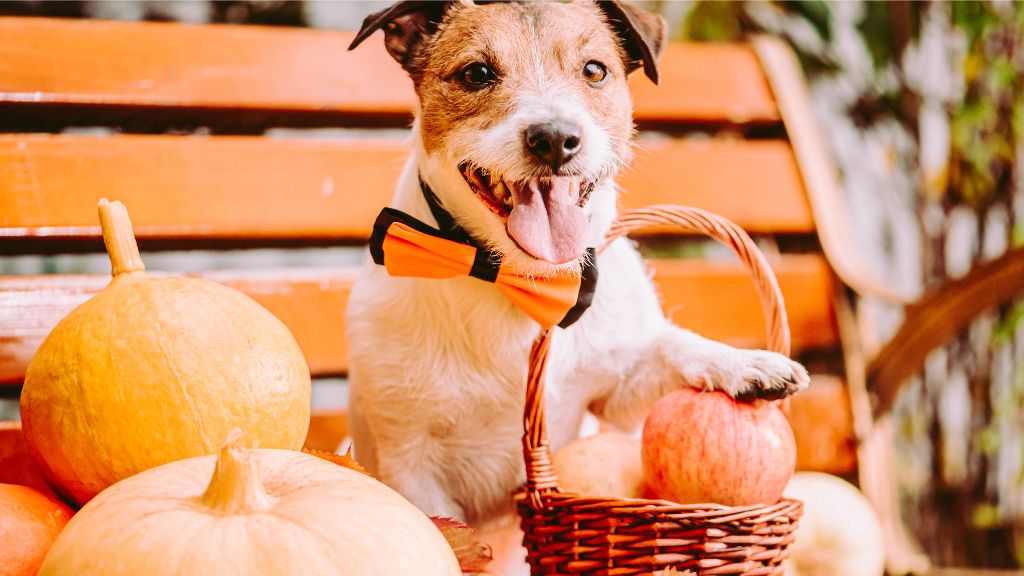 Pet-Proofing Your Home for Halloween: Essential Pet Safety Tips