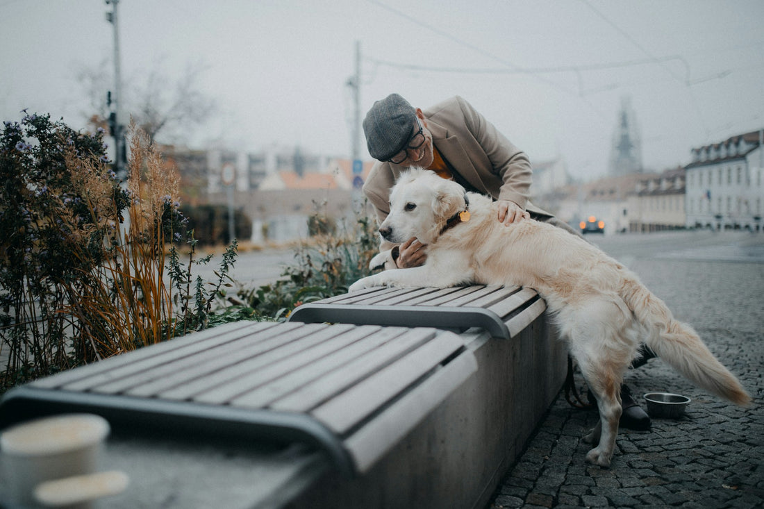 Embracing the New Year with Your Senior Dog: Gentle Winter Activities for Older Pups