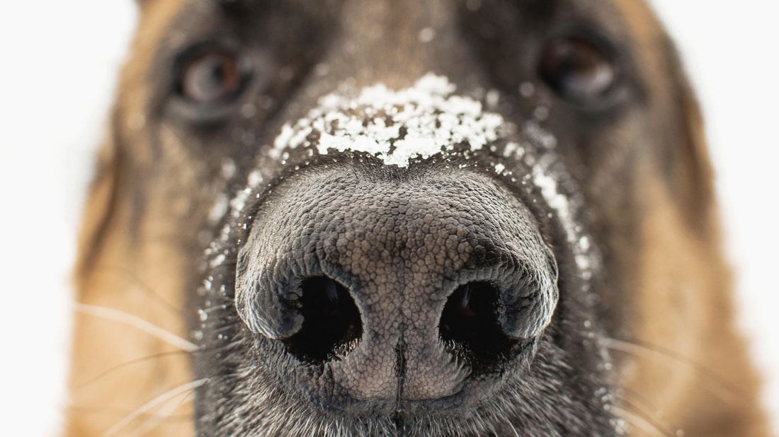 How to Support Your Senior Dog's Health: Winter Care and Wellness Tips