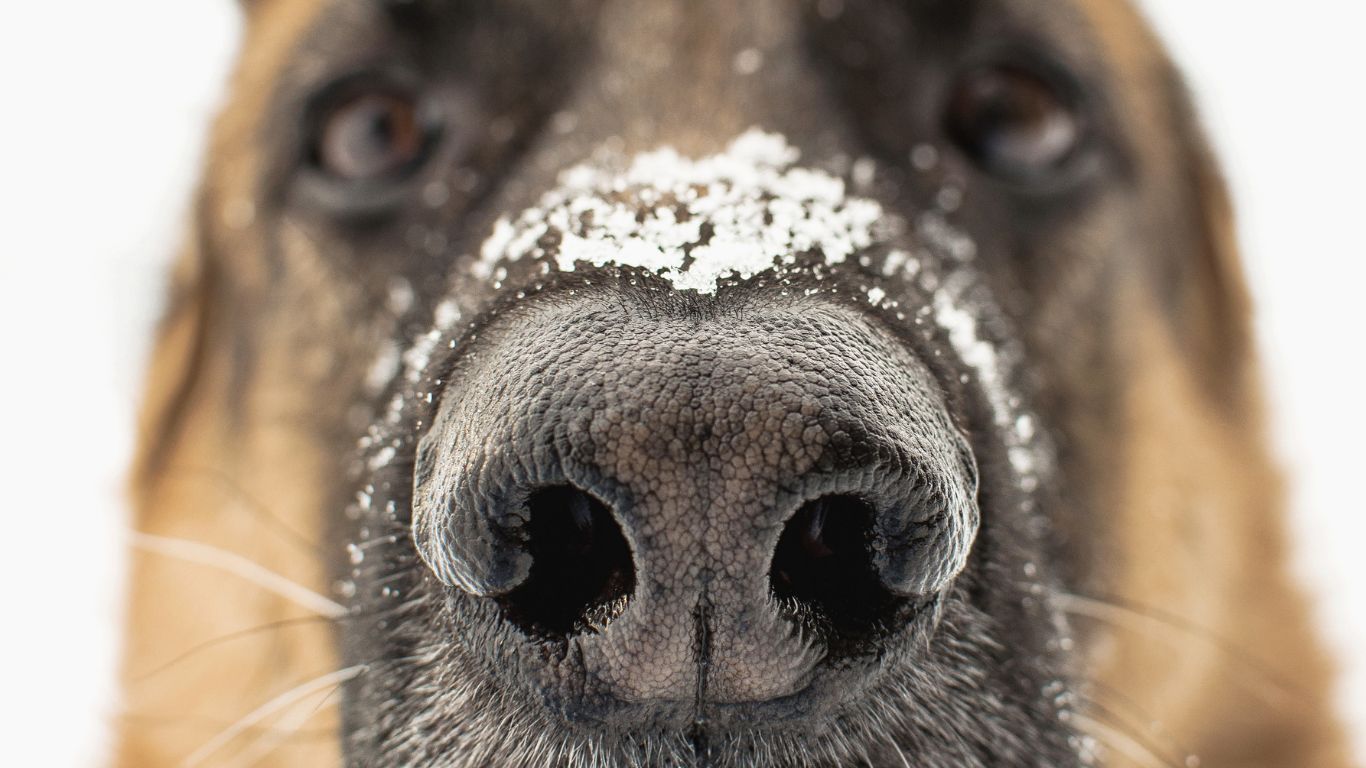 How to Support Your Senior Dog's Health: Winter Care and Wellness Tips