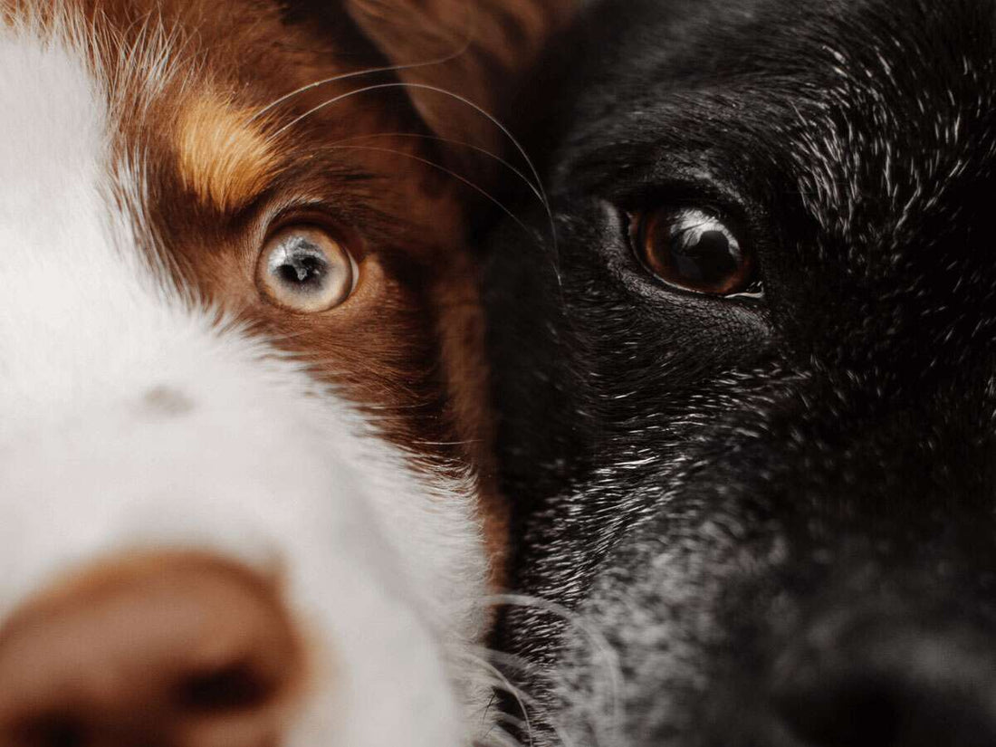 Get To Know The Signs of Aging in Dogs