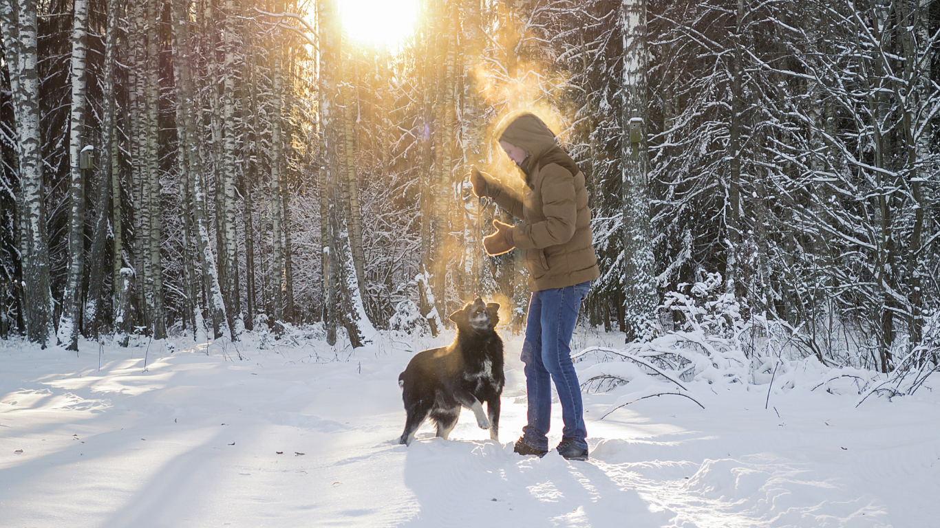Signs of aging; what to watch for in your middle-aged dog this winter and winter-fun ideas for you and your dog