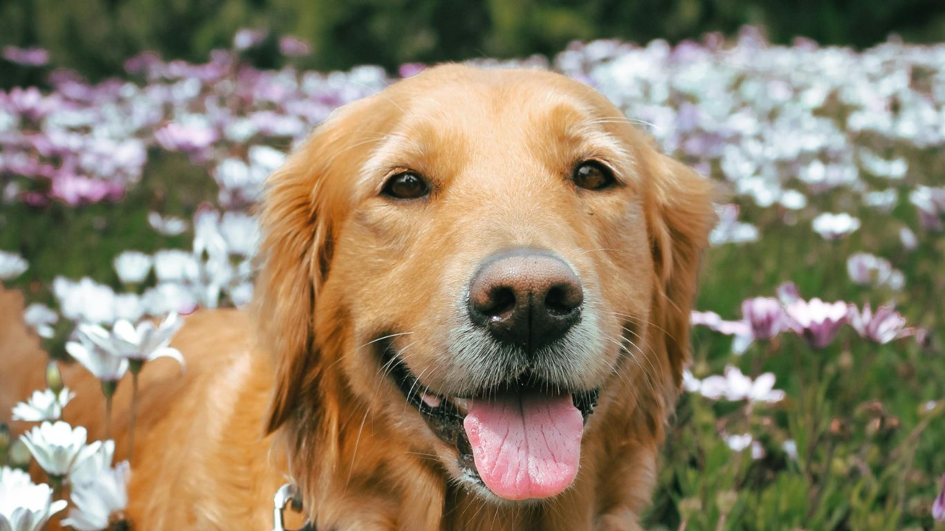 Signs Your Dog is Happy and Content
