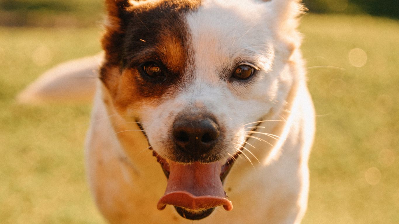 Simple Ways to Support Your Dog's Health as They Get Older